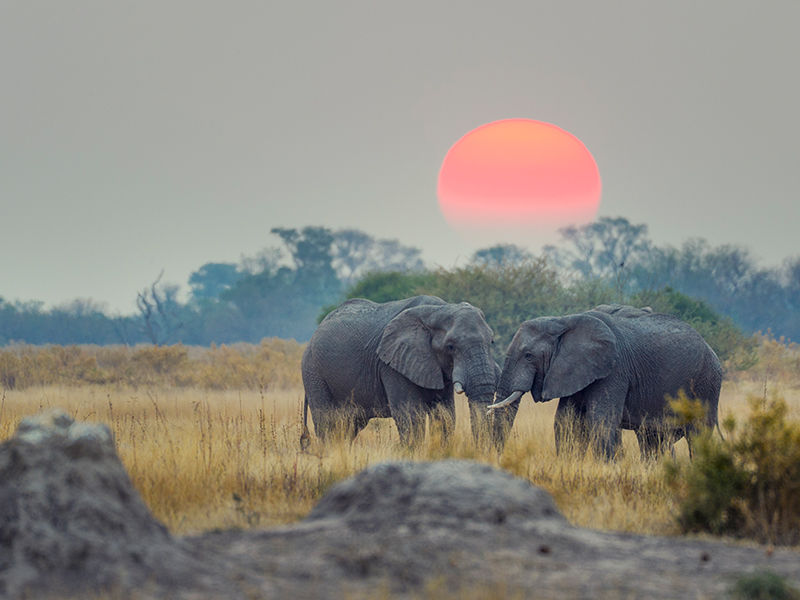Botswana la terre des éléphants