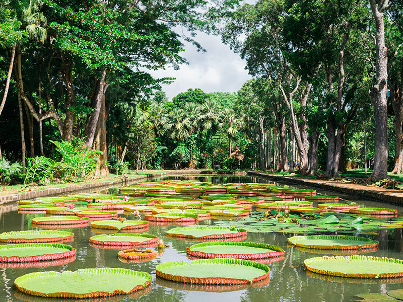 Ile-Maurice Un fabuleux jardin