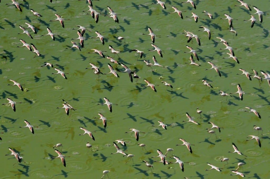 Kenya, Flamingoes in Flight