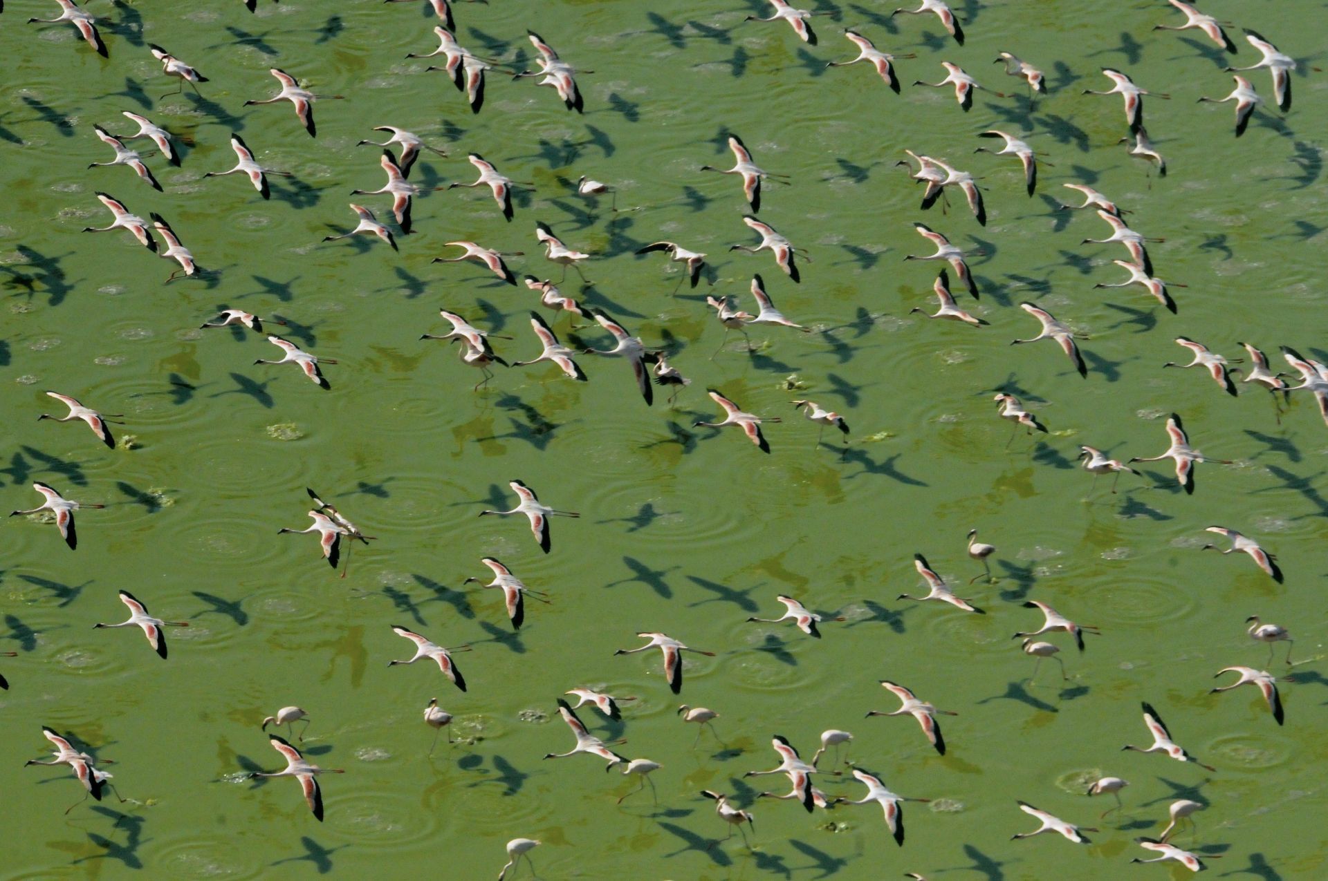 Kenya, Flamingoes in Flight