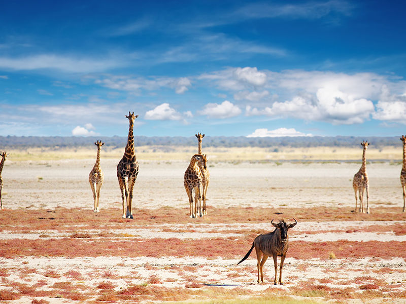 Namibie La réserve d'Etosha