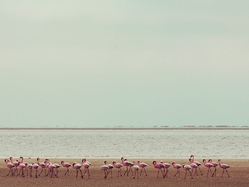 Namibie Le songe d'une nuit d'été