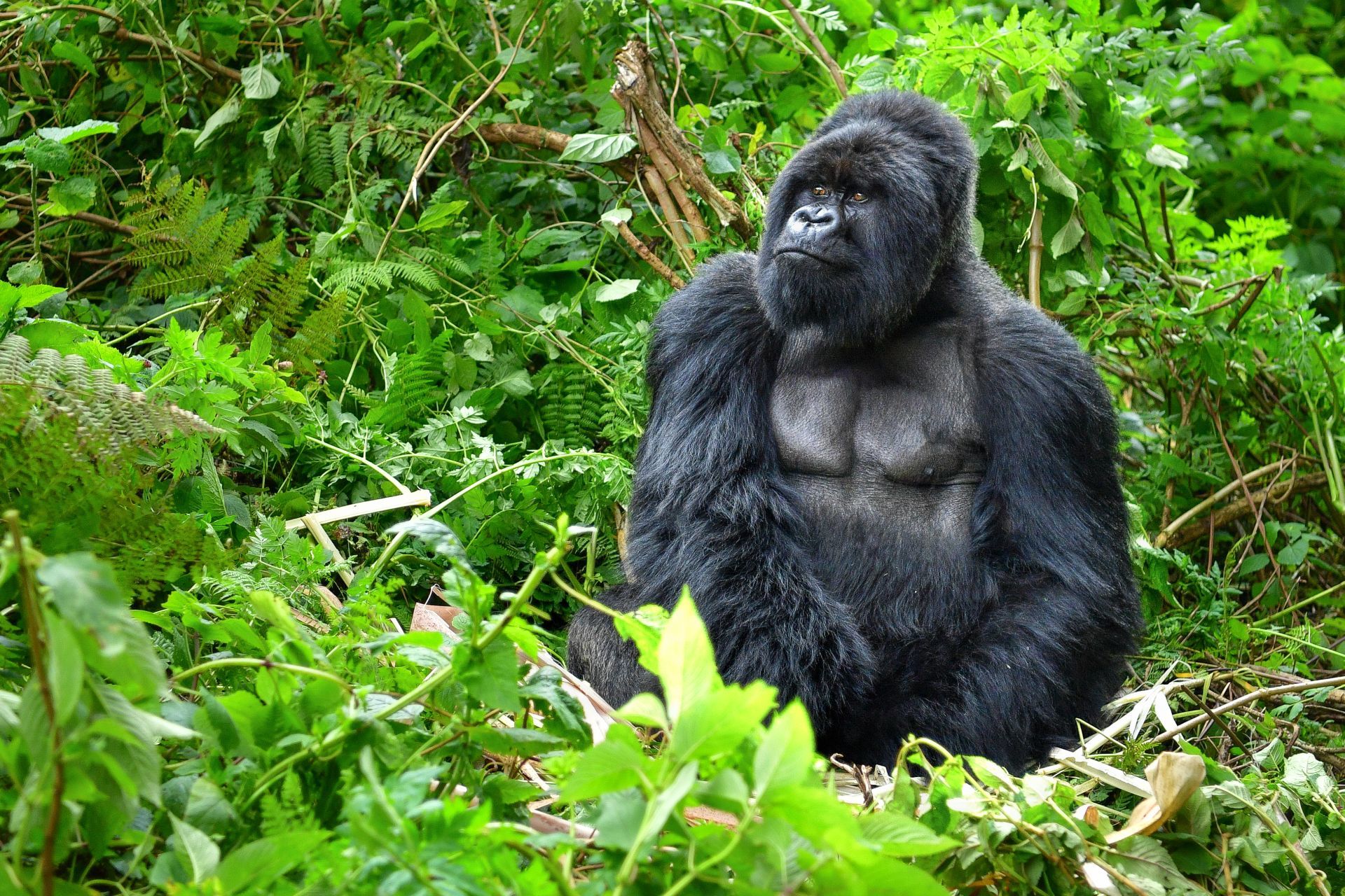 Rwanda Paradis des gorilles