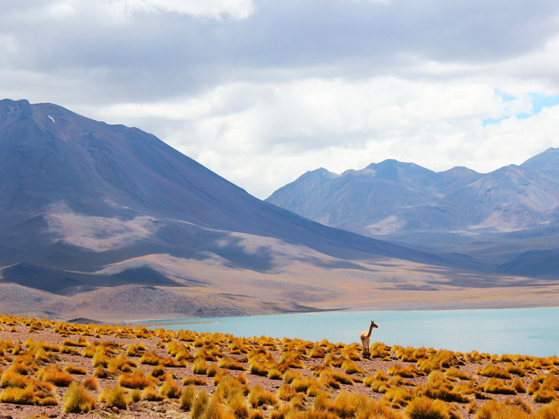 Chili désert d'Atacama