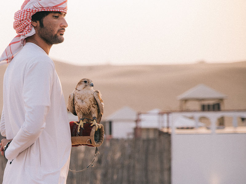 Emirats-Abu-Dhabi fauconnerie