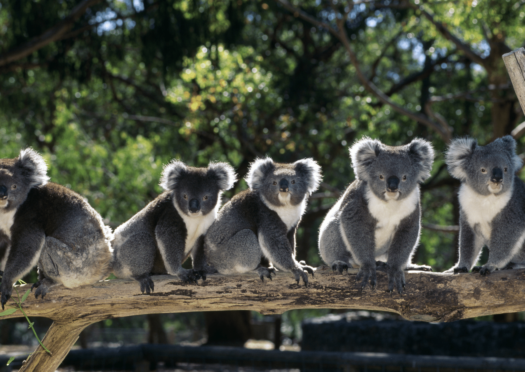 Australie - Koalas