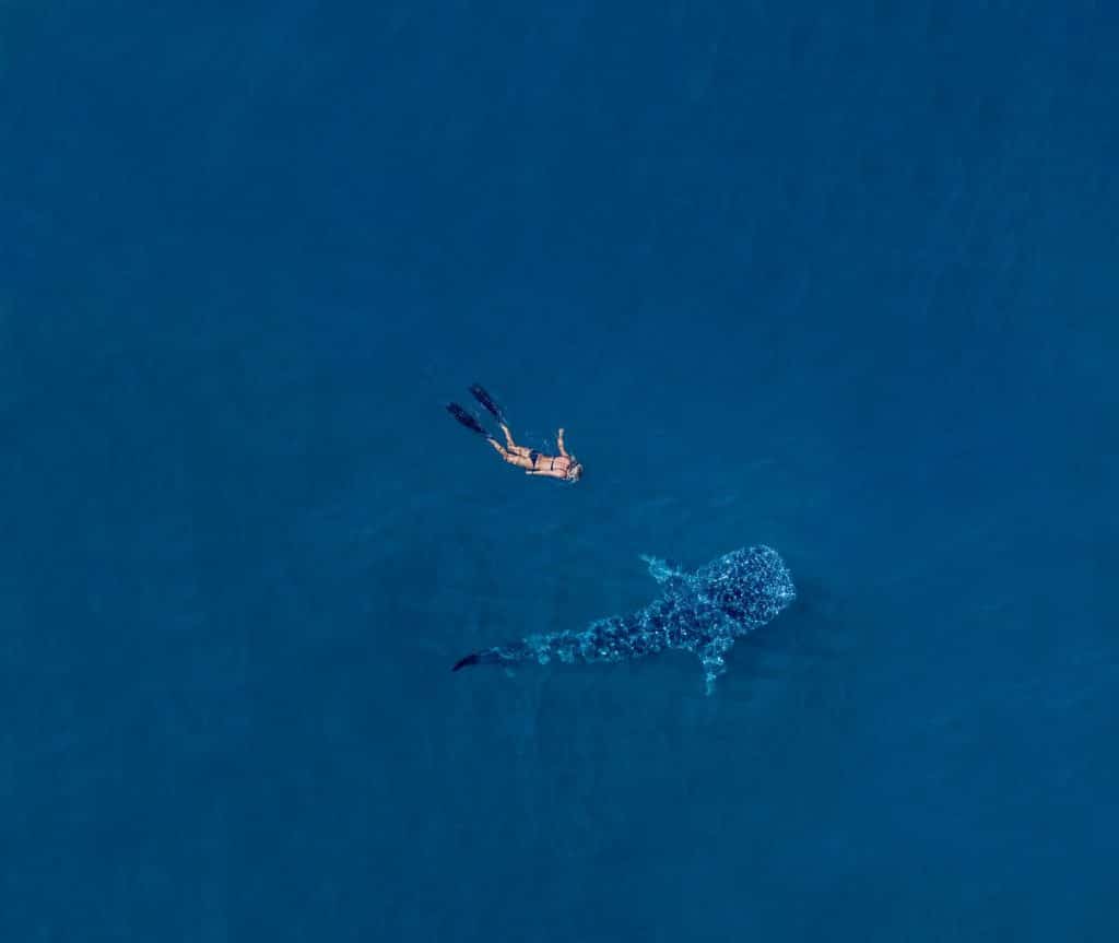 Nigaloo Reef whate shark swimm